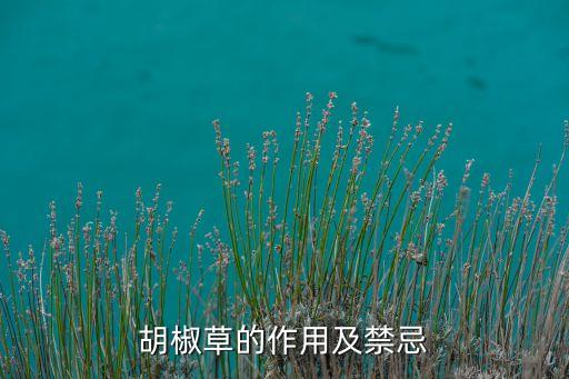 草胡椒，请问一下这是什么植物