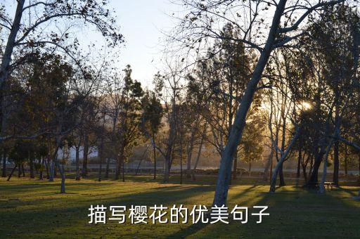描写樱花的优美句子