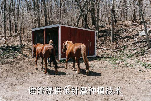 金针菇怎样种植，金针菇种植方法