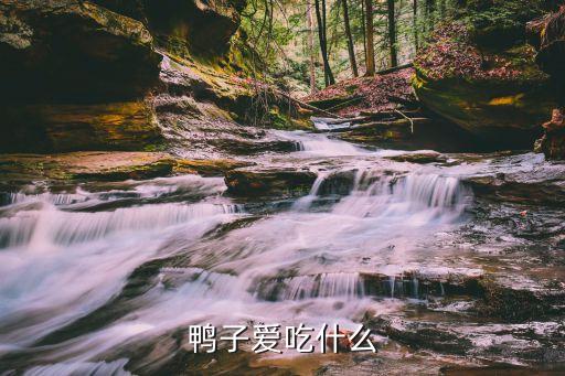 鸭子最爱吃什么，鸭子爱吃什么