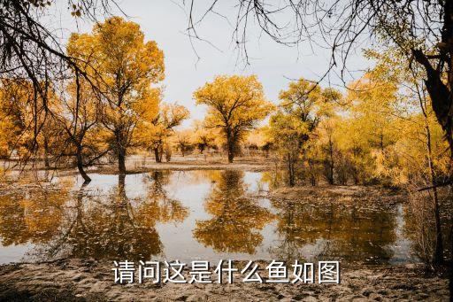 鲷鱼是罗非鱼吗，澳洋彩鲷是什么鱼