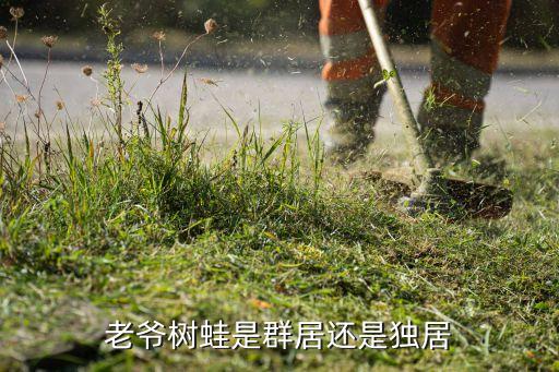 老爷树蛙是群居还是独居
