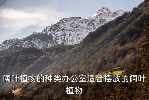 阔叶，常绿阔叶乔木有哪些