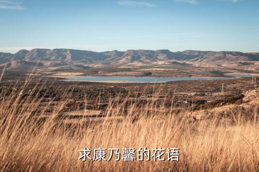 求康乃馨的花语