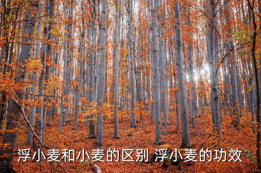 浮小麦和小麦的区别 浮小麦的功效