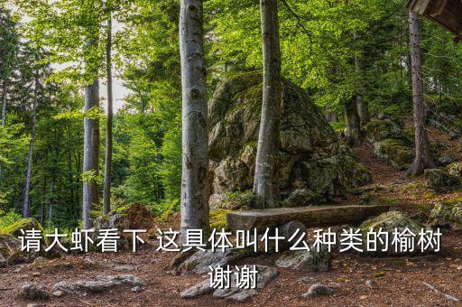 圆冠榆，圆冠榆的拼音