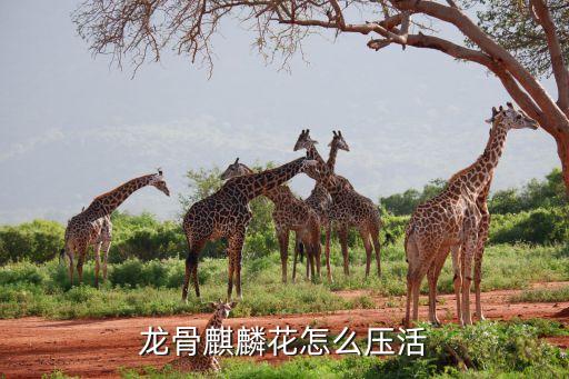 龙骨麒麟花怎么压活