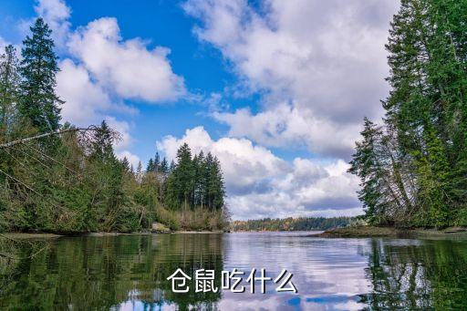 仓鼠吃什么