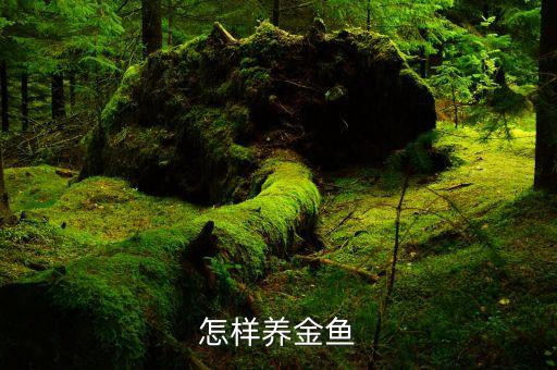 怎样养金鱼