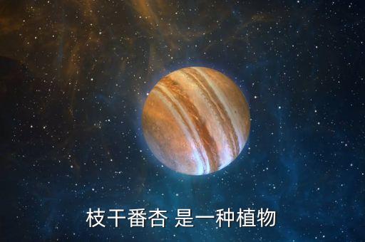 番杏，枝干番杏 是一种植物