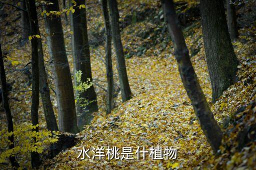洋桃，洋桃课堂 托福