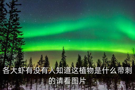 癞蛤蟆草图片，各大虾有没有人知道这植物是什么带刺的请看图片
