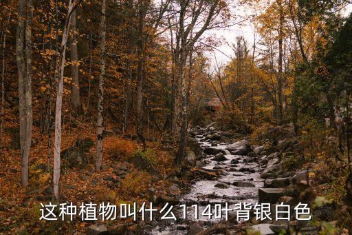 芙蓉菊，这种植物叫什么114叶背银白色