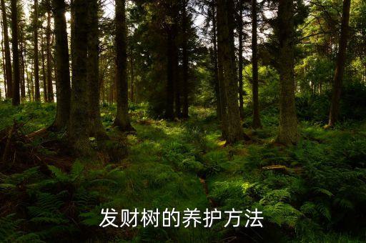 发财树怎样养护，发财树的养护方法