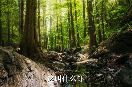 这叫什么虾