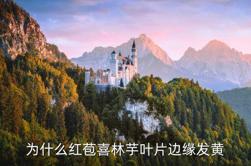 为什么红苞喜林芋叶片边缘发黄