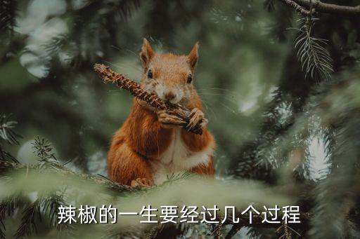 辣椒生长过程，辣椒的生长过程