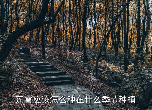 莲雾应该怎么种在什么季节种植