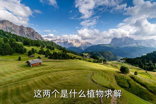这两个是什么植物求解