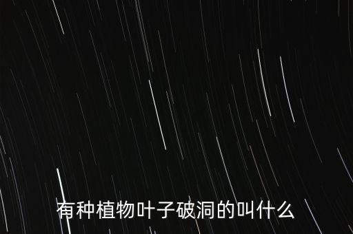 红花继木球，红继木球为什么会枯死