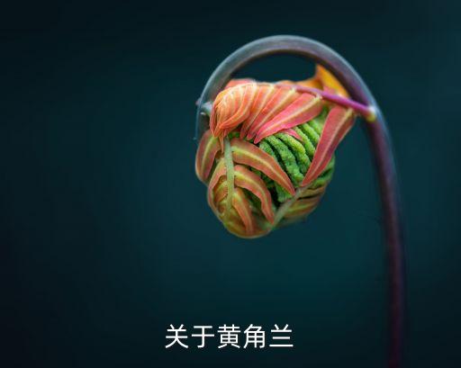 黄角兰，黄角兰的栽培养护技术