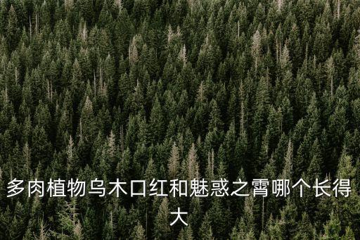 口红多肉，多肉植物乌木口红和魅惑之霄哪个长得大