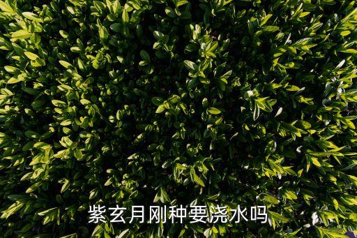 紫玄月的养殖方法和注意事项，紫玄月怎么养才能长的快