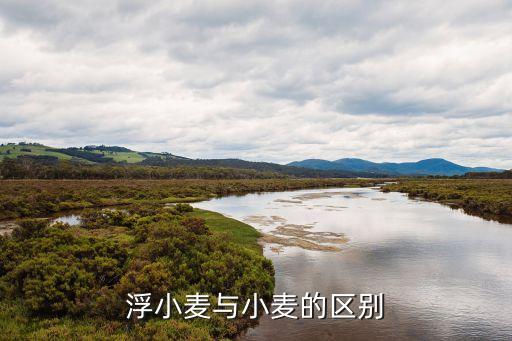 浮小麦与小麦的区别