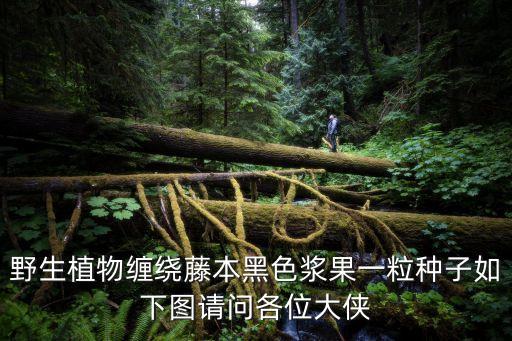 蝙蝠葛，野生植物缠绕藤本黑色浆果一粒种子如下图请问各位大侠