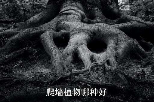 爬墙植物哪种好