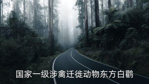 东方白鹳，国家一级涉禽迁徙动物东方白鹳