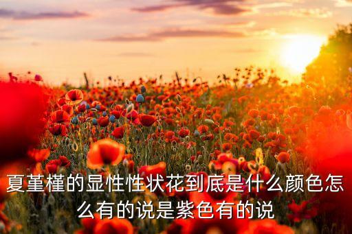 夏槿，夏铤是什么东西