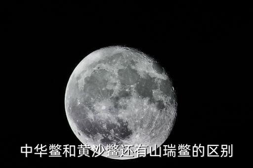 黄沙鳖，黄沙鳖怎么煮