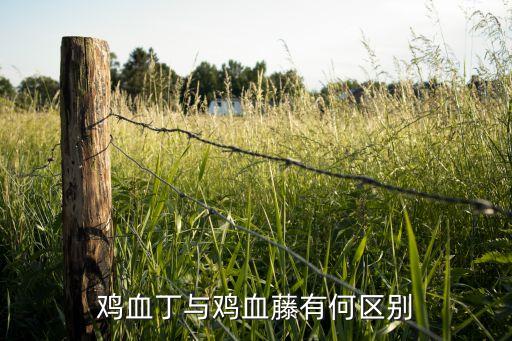 密花豆，什么是鸡血藤