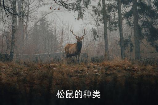松鼠的种类，松鼠主要分为几大类