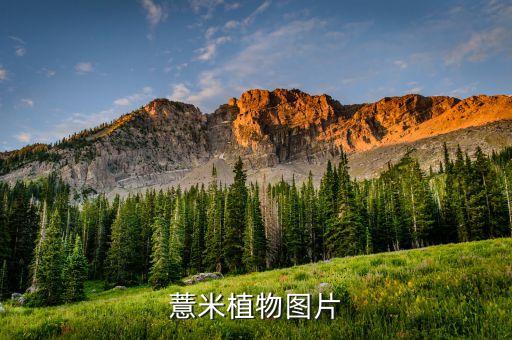 小米草图片，薏米植物图片