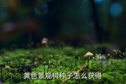 黄色景观树种子怎么获得