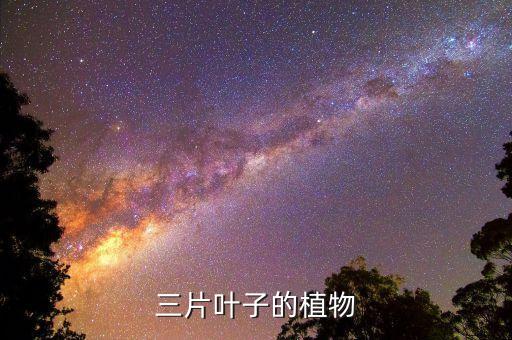 三片叶子的植物