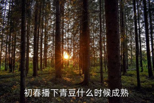 初春播下青豆什么时候成熟