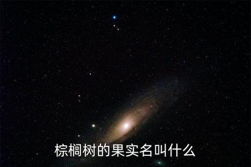 棕榈树的果实名叫什么