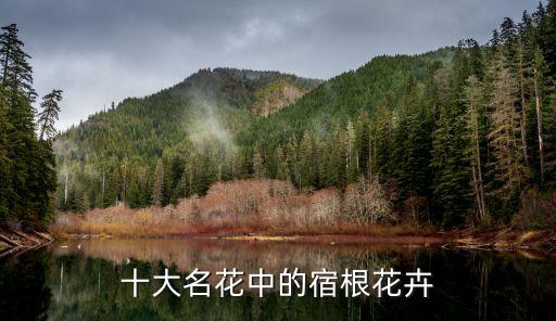 宿根花卉，十大名花中的宿根花卉