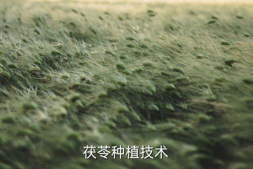 茯苓的种植方法，种植伏岑的方法