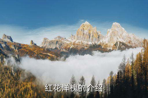 洋槐花树，有矮化开花多的洋槐花树吗