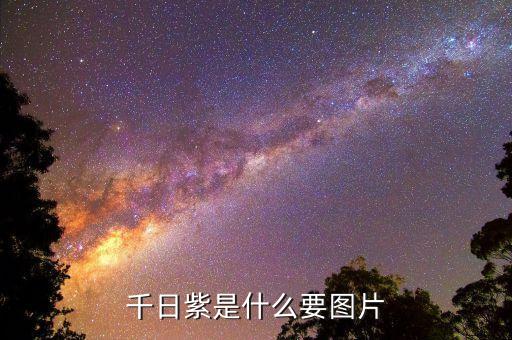 千日紫，千日紫花的花语是什么