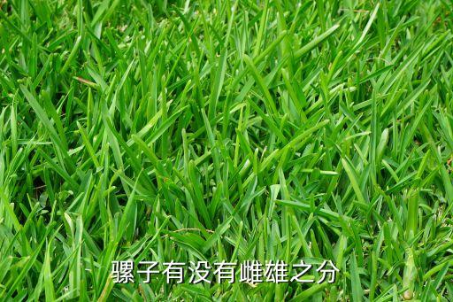 骡子有公母吗，骡子分公母吗