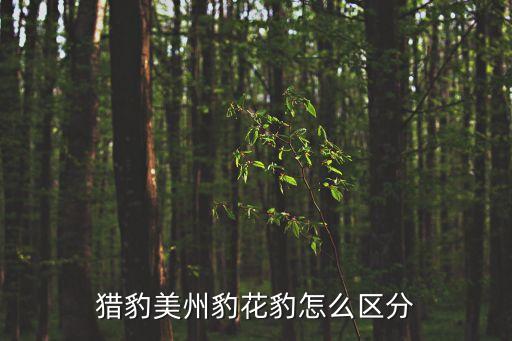 花豹和猎豹的区别，猎豹美州豹花豹怎么区分