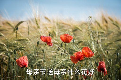 送给母亲的花，母亲节送母亲什么花好