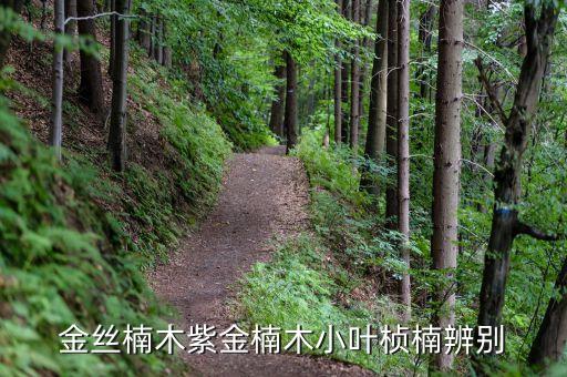 金丝楠木紫金楠木小叶桢楠辨别