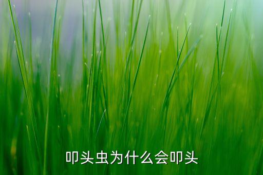 叩头虫的本领，叩头虫的本领是什么