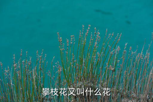 攀枝花树图片大全，攀枝花树的特点